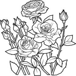 ぬりえページ: バラ (自然) #161888 - 無料の印刷可能なぬりえページ