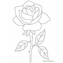 ぬりえページ: バラ (自然) #161893 - 無料の印刷可能なぬりえページ