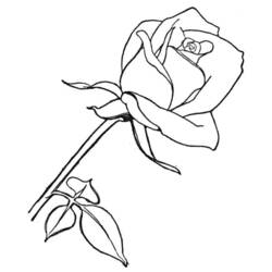 ぬりえページ: バラ (自然) #161906 - 無料の印刷可能なぬりえページ