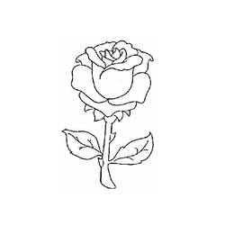 ぬりえページ: バラ (自然) #161907 - 無料の印刷可能なぬりえページ