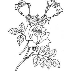 ぬりえページ: バラ (自然) #161918 - 無料の印刷可能なぬりえページ