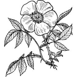 ぬりえページ: バラ (自然) #161921 - 無料の印刷可能なぬりえページ