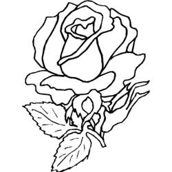 ぬりえページ: バラ (自然) #161922 - 無料の印刷可能なぬりえページ