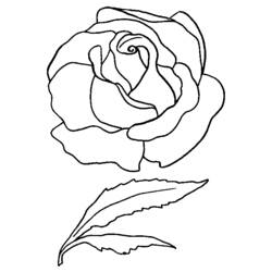 ぬりえページ: バラ (自然) #161931 - 無料の印刷可能なぬりえページ