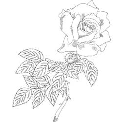 ぬりえページ: バラ (自然) #161939 - 無料の印刷可能なぬりえページ