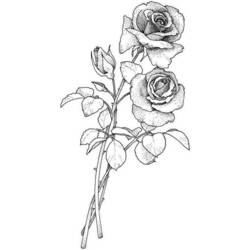 ぬりえページ: バラ (自然) #161948 - 無料の印刷可能なぬりえページ