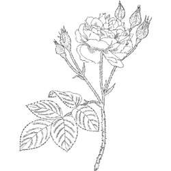 ぬりえページ: バラ (自然) #161953 - 無料の印刷可能なぬりえページ