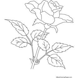 ぬりえページ: バラ (自然) #161964 - 無料の印刷可能なぬりえページ