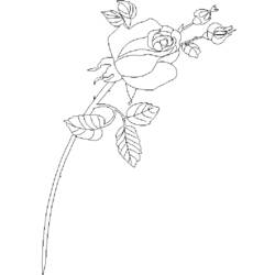 ぬりえページ: バラ (自然) #161965 - 無料の印刷可能なぬりえページ