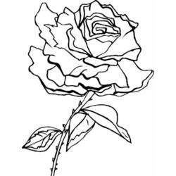 ぬりえページ: バラ (自然) #161966 - 無料の印刷可能なぬりえページ