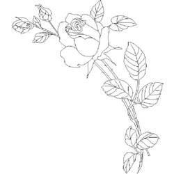 ぬりえページ: バラ (自然) #161974 - 無料の印刷可能なぬりえページ