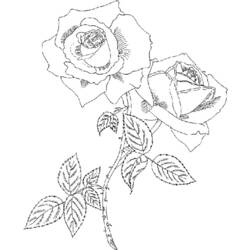 ぬりえページ: バラ (自然) #161977 - 無料の印刷可能なぬりえページ