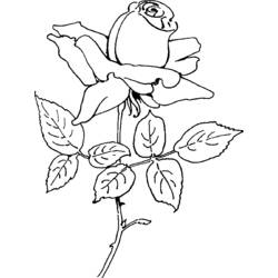 ぬりえページ: バラ (自然) #161981 - 無料の印刷可能なぬりえページ