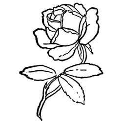 ぬりえページ: バラ (自然) #161989 - 無料の印刷可能なぬりえページ