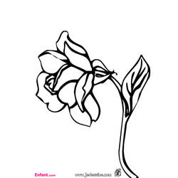 ぬりえページ: バラ (自然) #162026 - 無料の印刷可能なぬりえページ