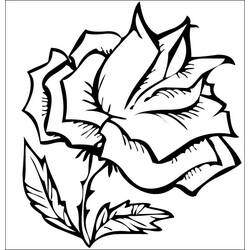 ぬりえページ: バラ (自然) #162049 - 無料の印刷可能なぬりえページ