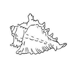 ぬりえページ: 貝 (自然) #163167 - 無料の印刷可能なぬりえページ