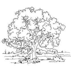 ぬりえページ: 木 (自然) #154668 - 無料の印刷可能なぬりえページ