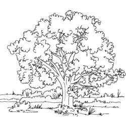 ぬりえページ: 木 (自然) #154714 - 無料の印刷可能なぬりえページ